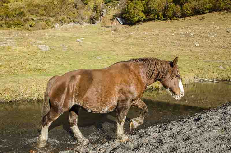 Caballo - Val d'Aran - Lleida - Catalunya 5.jpg